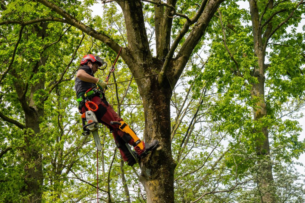 Boomverzorger vacatures Baneninhetgroen