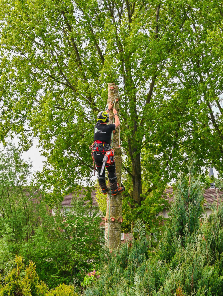 Boomverzorger loondienst