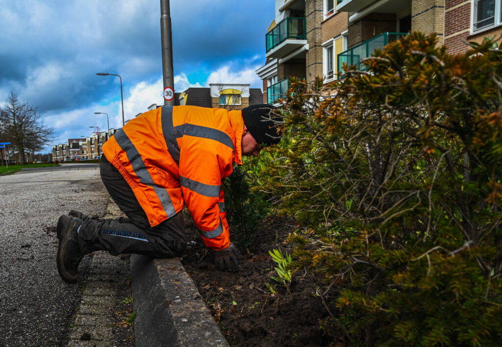 Hovenier wintergroen onderhoud